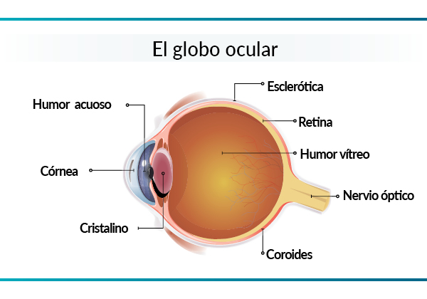 Anatomía del globo ocular